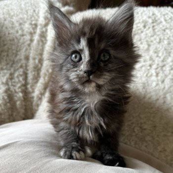 chaton Maine coon polydactyle black tortie smoke ARLEY QUEEN P Montezuma Bay