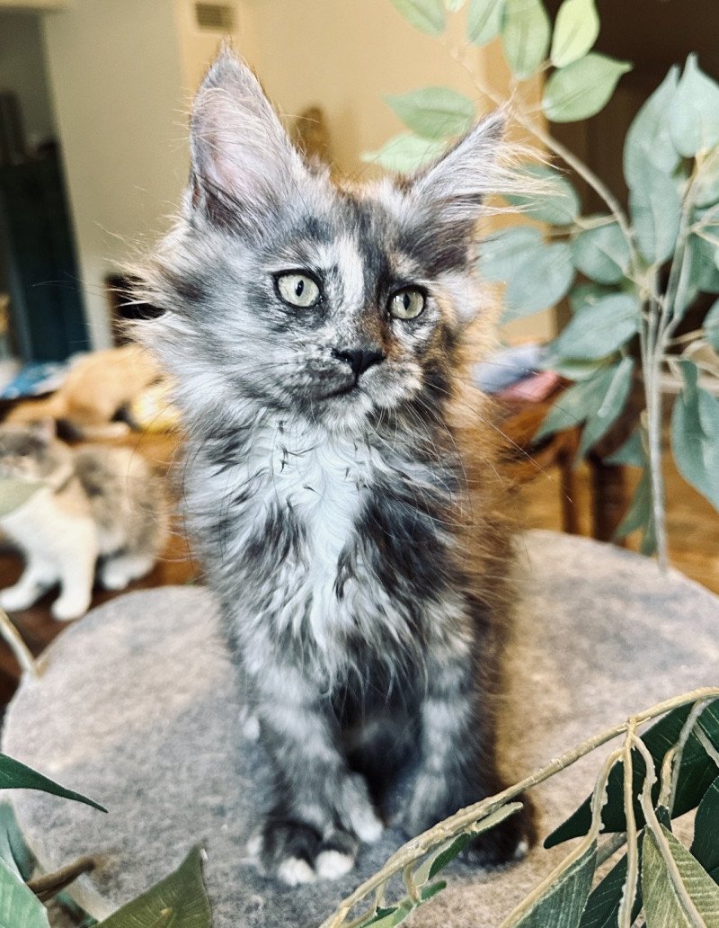 Montezuma Bay's ARLEY QUEEN P Femelle Maine coon polydactyle