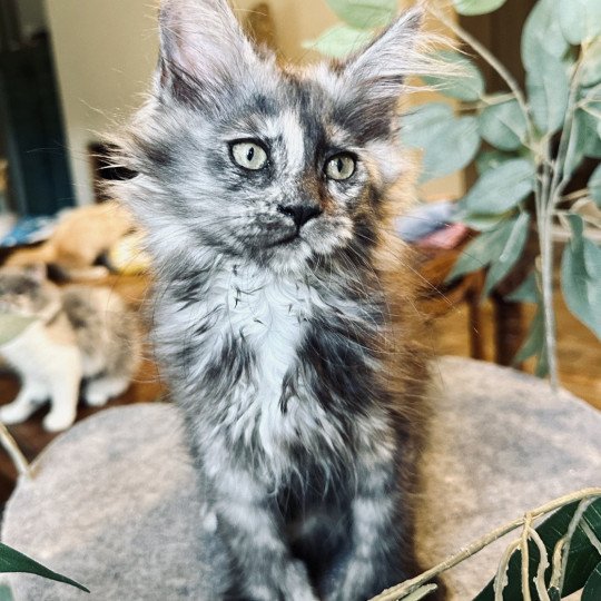 Montezuma Bay's ARLEY QUEEN P Femelle Maine coon polydactyle