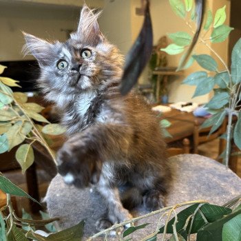 chaton Maine coon polydactyle black tortie smoke ARLEY QUEEN P Chatterie Montezuma Bay