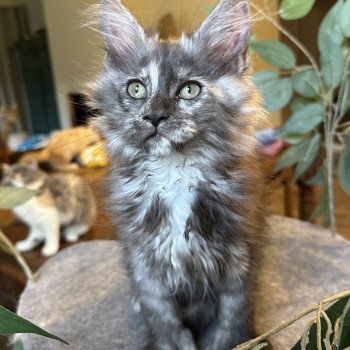 chaton Maine coon polydactyle black tortie smoke ARLEY QUEEN P Chatterie Montezuma Bay