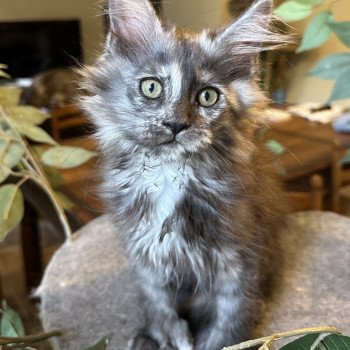 chaton Maine coon polydactyle black tortie smoke ARLEY QUEEN P Chatterie Montezuma Bay