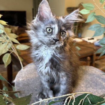 chaton Maine coon polydactyle black tortie smoke ARLEY QUEEN P Chatterie Montezuma Bay