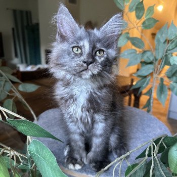 chaton Maine coon polydactyle black tortie smoke ARLEY QUEEN P Chatterie Montezuma Bay