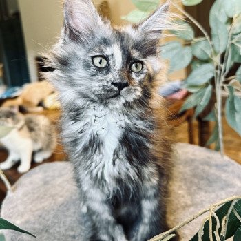 chaton Maine coon polydactyle black tortie smoke ARLEY QUEEN P Chatterie Montezuma Bay