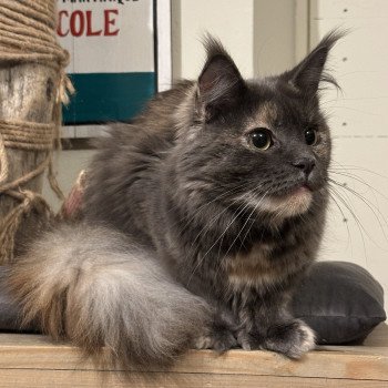 chat Maine coon polydactyle blue tortie smoke Upsy Daisy PP Montezuma Bay's chat Maine coon polydactyle blue tortie smoke Upsy Daisy PP Montezuma Bay's