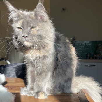 chat Maine coon polydactyle blue tortie smoke Upsy Daisy PP Montezuma Bay chat Maine coon polydactyle blue tortie smoke Upsy Daisy PP Montezuma Bay