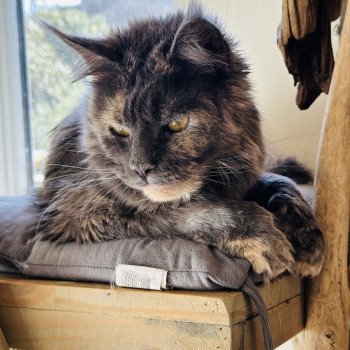 chat Maine coon polydactyle blue tortie smoke Upsy Daisy PP Montezuma Bay chat Maine coon polydactyle blue tortie smoke Upsy Daisy PP Montezuma Bay