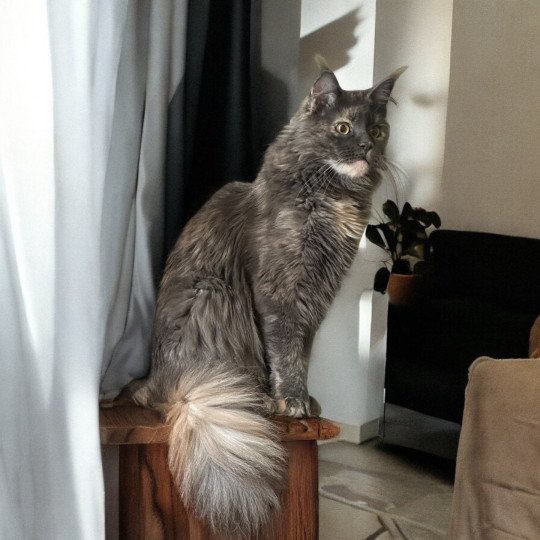 Montezuma Bay's Upsy Daisy PP Femelle Maine coon polydactyle