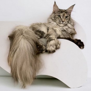 Montezuma Bay’s Tsunade PP Femelle Maine coon polydactyle