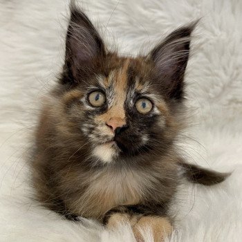 chaton Maine coon polydactyle black tortie COLLIER ROSE Chatterie Montezuma Bay
