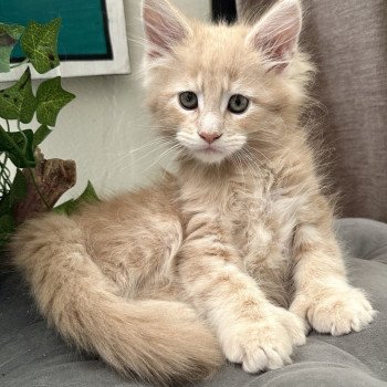 chaton Maine coon polydactyle red A… Montezuma Bay chaton Maine coon polydactyle red A… Montezuma Bay