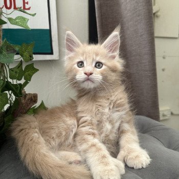 chaton Maine coon polydactyle red A… Montezuma Bay chaton Maine coon polydactyle red A… Montezuma Bay