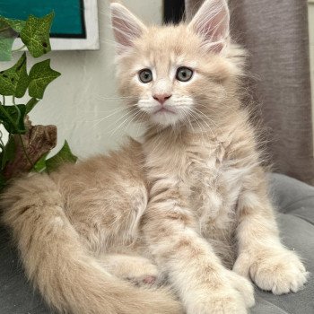 chaton Maine coon polydactyle red A… Montezuma Bay chaton Maine coon polydactyle red A… Montezuma Bay