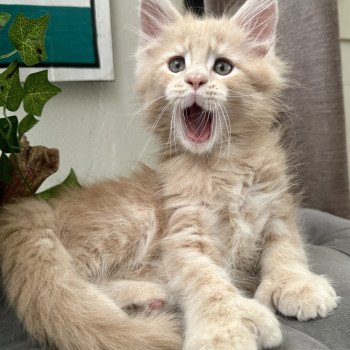 chaton Maine coon polydactyle red A… Montezuma Bay chaton Maine coon polydactyle red A… Montezuma Bay