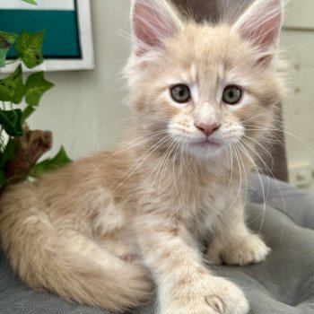 chaton Maine coon polydactyle red A… Montezuma Bay chaton Maine coon polydactyle red A… Montezuma Bay