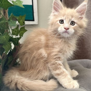 chaton Maine coon polydactyle red A… Montezuma Bay chaton Maine coon polydactyle red A… Montezuma Bay