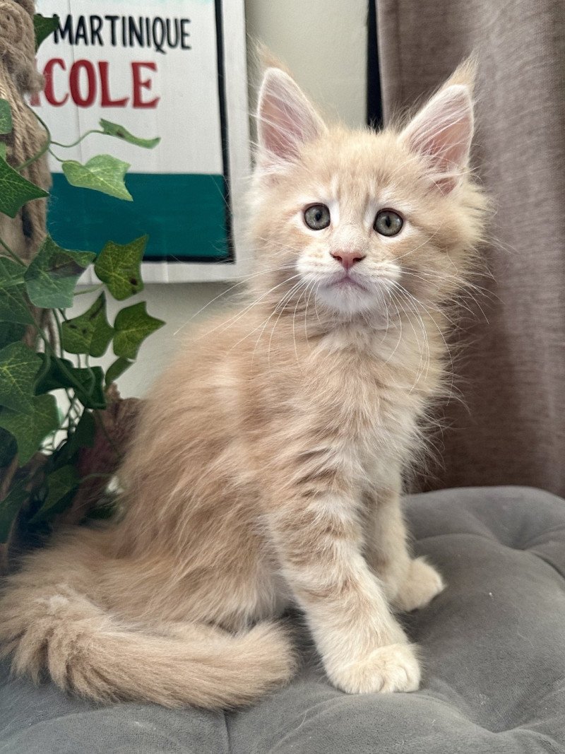 Montezuma Bay's Aragorn Mâle Maine coon polydactyle