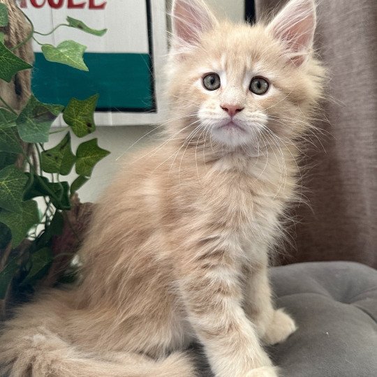 Montezuma Bay's Aragorn Mâle Maine coon polydactyle