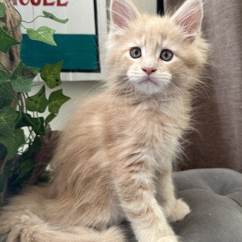 chaton Maine coon polydactyle red A… Montezuma Bay chaton Maine coon polydactyle red A… Montezuma Bay