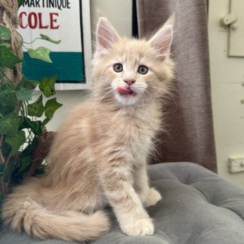 chaton Maine coon polydactyle red A… Montezuma Bay chaton Maine coon polydactyle red A… Montezuma Bay