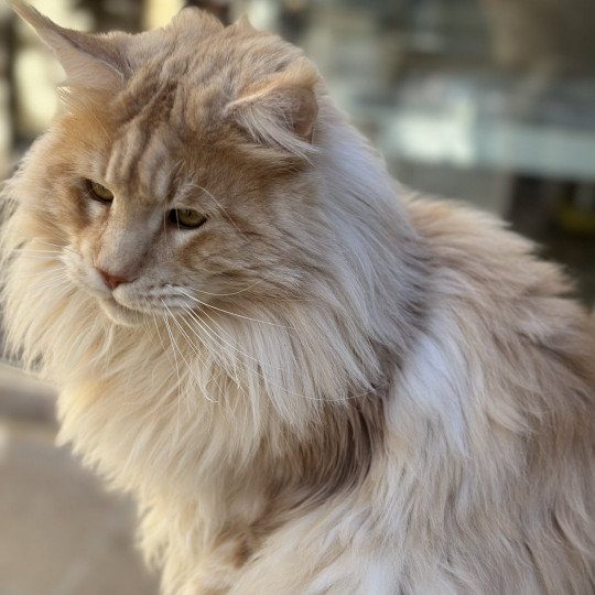 Samoa PP des Coon Chewy Mâle Maine coon polydactyle