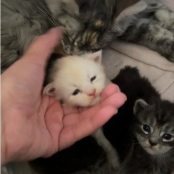 chaton Maine coon red smoke RED SMOKE Montezuma Bay chaton Maine coon red smoke RED SMOKE Montezuma Bay
