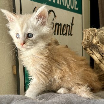 chaton Maine coon red smoke RED SMOKE Montezuma Bay chaton Maine coon red smoke RED SMOKE Montezuma Bay
