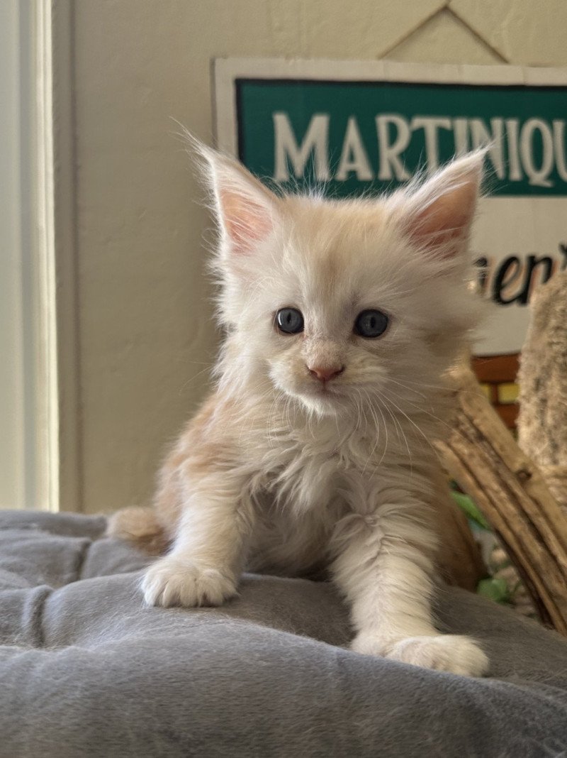 Montezuma Bay's APOCALYPSE NOW Mâle Maine coon Montezuma Bay's APOCALYPSE NOW Mâle Maine coon