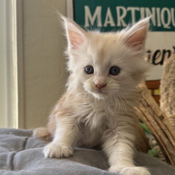 chaton Maine coon red smoke RED SMOKE Montezuma Bay chaton Maine coon red smoke RED SMOKE Montezuma Bay
