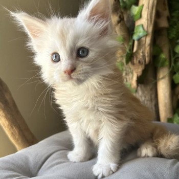 chaton Maine coon red smoke RED SMOKE Montezuma Bay chaton Maine coon red smoke RED SMOKE Montezuma Bay