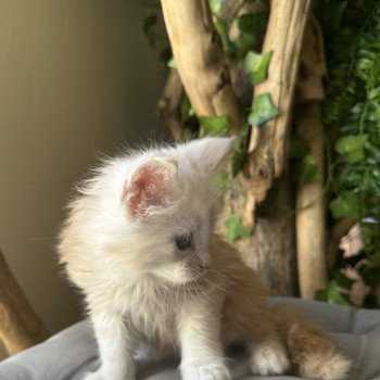 chaton Maine coon red smoke RED SMOKE Montezuma Bay chaton Maine coon red smoke RED SMOKE Montezuma Bay