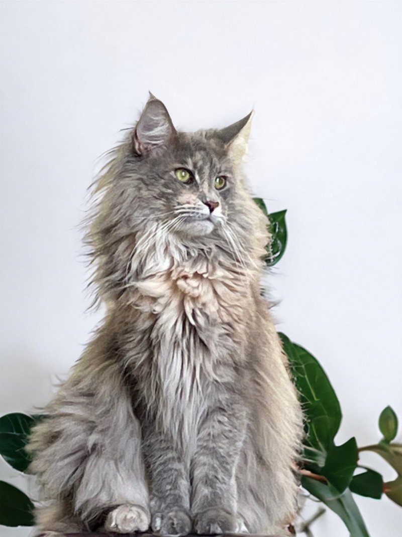 Rubis Femelle Maine coon