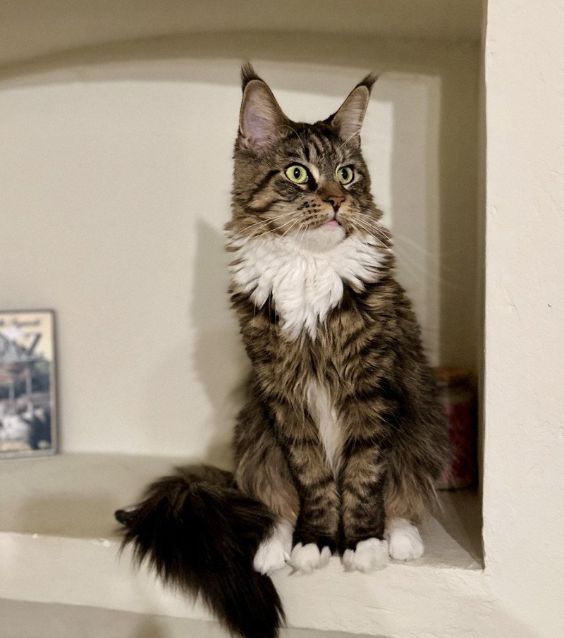 Tokyo Femelle Maine coon