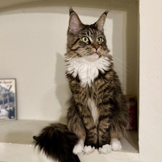 Tokyo Femelle Maine coon