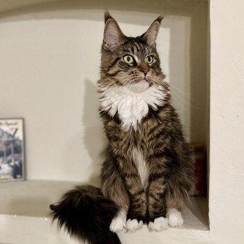chat Maine coon brown mackerel tabby & blanc Tokyo Montezuma Bay