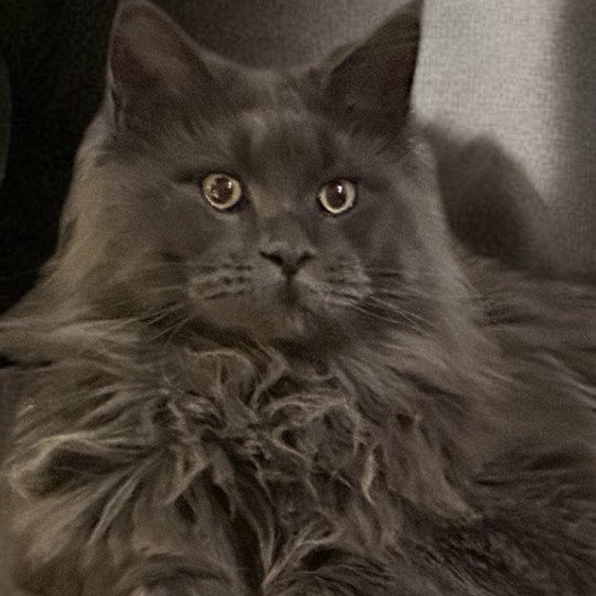 Vince Mâle Maine coon