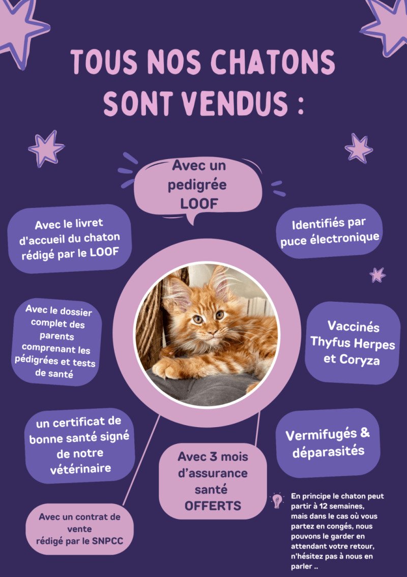 Tous les chatons sont LOOF, ils quitteront l'élevage identifiés par puce électronique,&nbsp;Vaccinés Thyfus Herpes Vermifugés/déparasités régulièrement (à poursuivre une fois le chaton arrivé chez vous) avec leur pédigrée (LOOF) ou, si pas encore reçu, la preuve de demande de pédigrée. un certificat de bonne santé signé de notre vétérinaire. Avec le dossier complet des parents comprenant les pédigrées et tests de santé. Le livret d'accueil du chaton rédigé par le LOOF & Une fiche conseils rédigée par nos soins En principe le chaton peut partir à 12 semaines, mais dans le cas où vous partez en congés, nous pouvons le garder en attendant votre retour,&nbsp; n'hésitez pas à nous en parler. Nous avons fait le choix de ne plus faire de liste de d'attente, bien trop contraignant pour vous et pour nous,&nbsp; nous mettons régulièrement à jour notre site, ainsi que nos réseau sociaux, afin que vous soyez informés des portées à venir, des naissances... n'hésitez pas à vous y abonner :&nbsp;